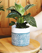 نبات فيلودندرون